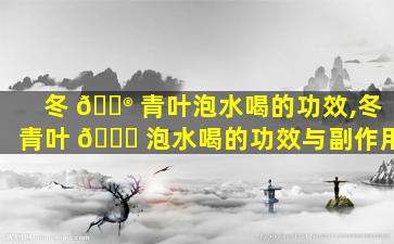 冬 💮 青叶泡水喝的功效,冬青叶 🍁 泡水喝的功效与副作用